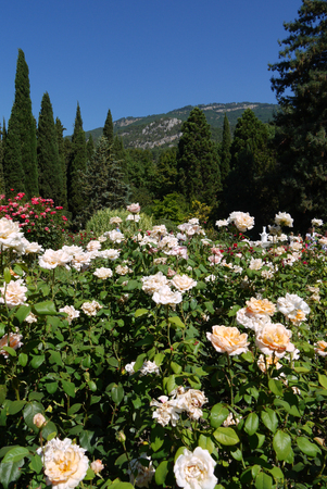 A glade on a mountain slope with growing roses of different colorsの写真素材