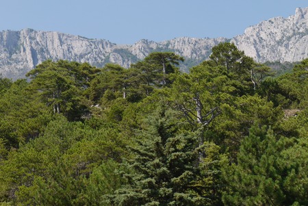 thick green trees under a blue sky on the background of high steep mountainsの写真素材