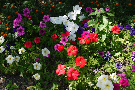 A beautiful decorative flower bed with an orgy of multicolored small flowersの写真素材