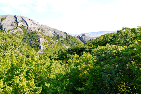 A magnificent green forest under a blue sky on the background of grass-covered mountainsの写真素材