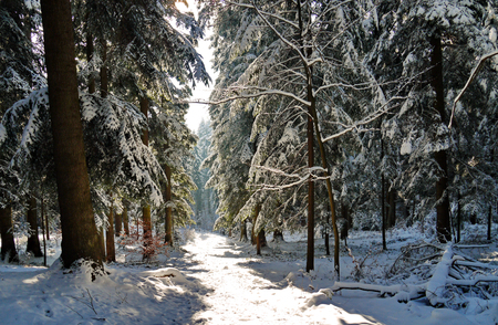 Snow-covered forest path with a huge number of coniferous trees on the sidesの写真素材