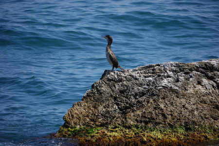 A lone bird sitting on rocks on the seashore looks into the distance and opens a beak calling its relatives.の写真素材