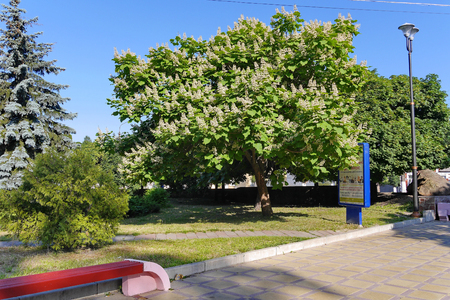 Blossoming large white flowers chestnut on the background of a green walking area with benchesのeditorial素材