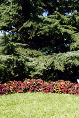 purple broad leaves of flowers stretching to the sun from under the shadows of spruce growing above themの写真素材