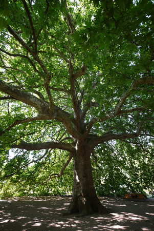 Green is a very branchy tree with thick leaves giving a big shadow under the whole tree.の写真素材