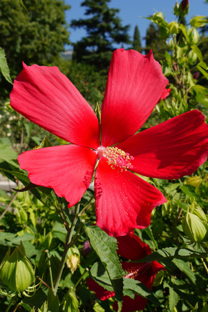 Green dense foliage in the garden with a flower growing on top of it with delicate red petals and a large pink pestle with yellow stamens.の写真素材