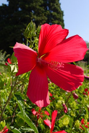 A beautiful flower with red petals and a pestle in the middle shot off close-up.の写真素材