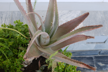 An unusual exotic green plant with large prickly petals against the background of a stone wallの写真素材