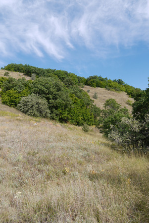 Slope of the mountain with a large number of wildflowers and grass against the backdrop of lush green treesの写真素材