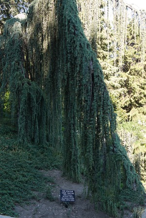cedar satin bluish crying in the botanical garden. Interesting specimenの写真素材
