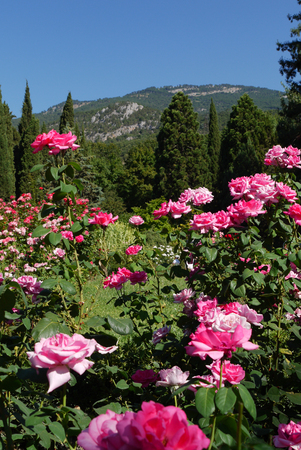 bushes of roses on the background of cypresses in the Crimean mountainsの写真素材