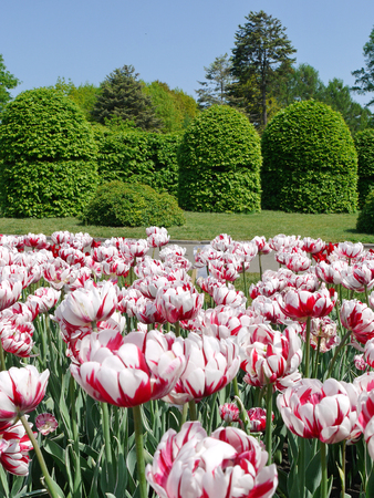 Field of white-red tulips. An unforgettable sightの写真素材