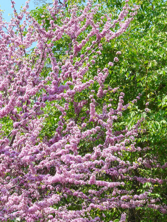 beautiful view of the blossoming pink petals of a tree branch next to green leavesの写真素材