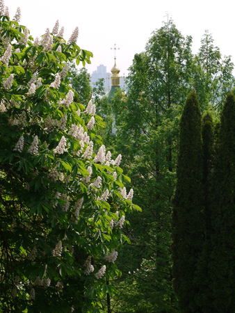 the top of the high-altitude church dome on the background of blossoming chestnutsの写真素材