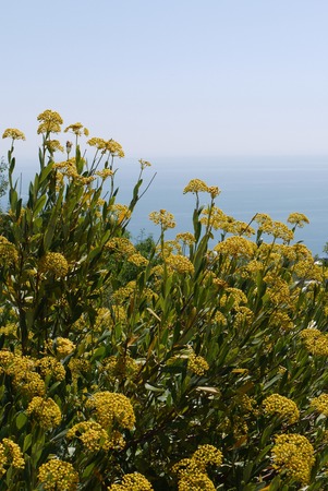 fragrant yellow flowers on the background of the boundless black seaの写真素材