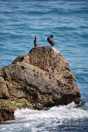 Black sea birds clean feathers on a stone in the middle of the waterの写真素材
