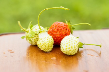 White and red strawberries lie in the sun. Delicious and sweet dessert berry. Vitamins .For your designの写真素材