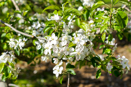 Apple trees flowers. the seed-bearing part of a plant, consisting of reproductive organs that are typically surrounded by a brightly colored corolla . For your designの写真素材