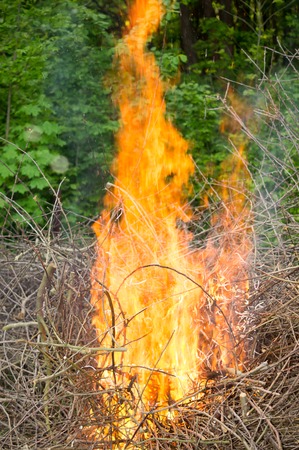 Bright big bonfire while burning a large number of garbage branches .For your designの写真素材