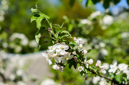 Apple trees flowers. the seed-bearing part of a plant, consisting of reproductive organs that are typically surrounded by a brightly colored corolla . For your designの写真素材