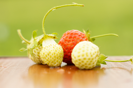White and red strawberries lie in the sun. Delicious and sweet dessert berry. Vitamins .For your designの写真素材