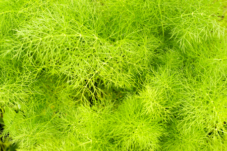 Beautiful green texture with leaf seasoning - fennel .For your designの写真素材