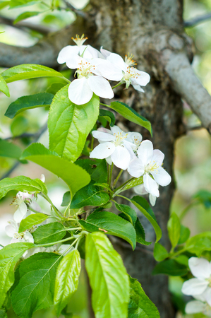 a blooming apple trees in spring .For your designの写真素材