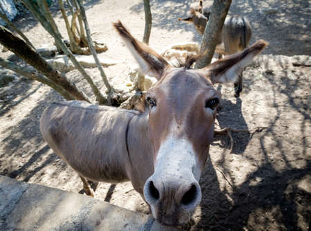 Curious donkey with dumb looking face and funny earsの写真素材