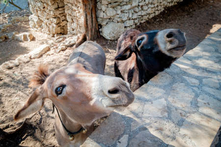 Two funny donkeys at a farmの写真素材