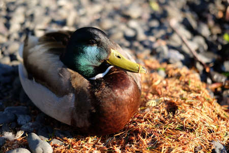 Beautiful male Mallard duck sitting on pinesの写真素材