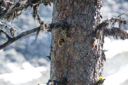 A bird in a hole in a tree trunk looking outの写真素材
