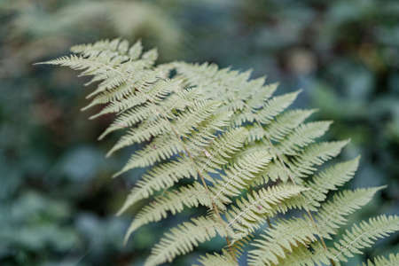 Beautiful green ferns plant in an European forest. Horizontal close up of fern leaves growing in woods with isolated blurred background bokehの写真素材