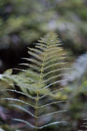 Beautiful green ferns plant in an European forest. Vertical close up of fern leaves growing in woods with isolated blurred background bokeh, nature backgroundの写真素材