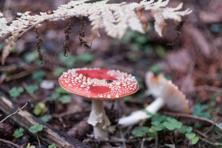 Amanita Muskari - red toxic hallucinogenic poisonous mushroom with red dots in a natural european forest environment full of grass, moss and pines. Fly Agaric. Horizontal close-up with copy text spaceの写真素材