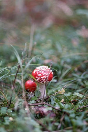 Cute red mushroom poisonous toxic Amanita Muskaria fungus hallucinogenic Fly Agaric in a forest natural green environment full of grass, moss and pines vertical close-up with copy spaceの写真素材