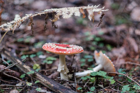 Amanita Muskari - red poisonous mushroom with red dots in a natural european forest environment full of grass, moss and pines. Fly Agaric. Horizontal close-up with copy text spaceの写真素材