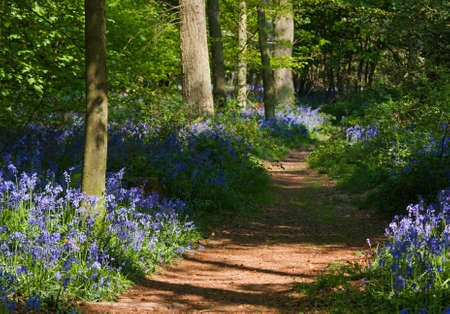 A path through a bluebell wood at the height of its bloom with dappled light and long shadows. Photo has short depth of field.の写真素材