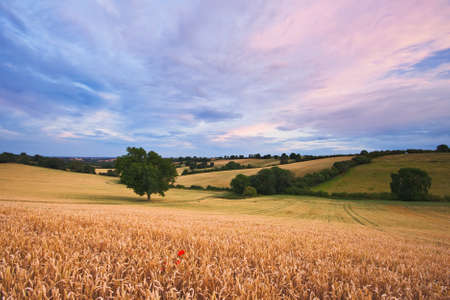 Sunset over a field of wheat with a lone poppy at sunset. Photo taken in Warwickshire, England, in summer.の写真素材