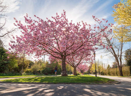 Cherry blossom tree on a boulevard near UBC.