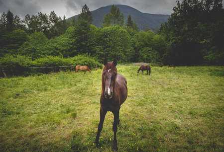 Brown horse in a pasture, with horses in the background.