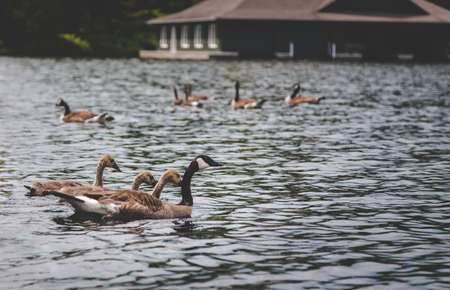 A group of geese and their goslings on a lake.の写真素材