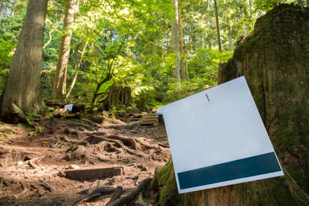 Blank sign next to a evergreen forest trail.