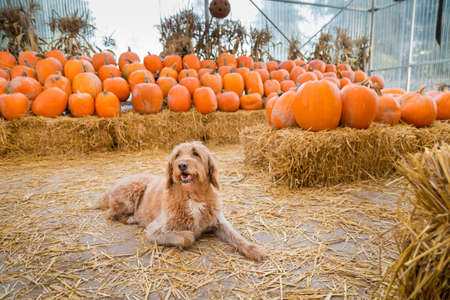Cute golden labradoodle dog sitting in front of a bunch of pumpkins on a farm.の写真素材