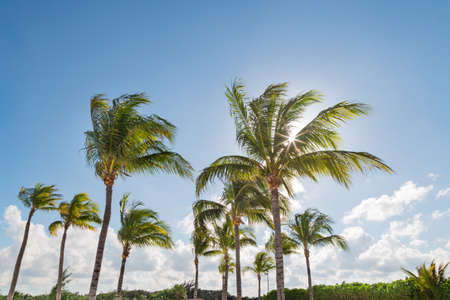 Tropical palm trees against a blue sunny sky.