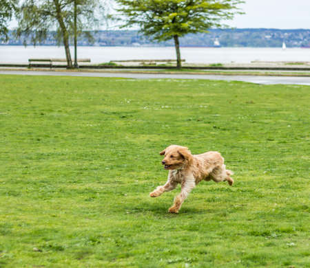 Happy Labradoodle dog running in a grassy field.の写真素材