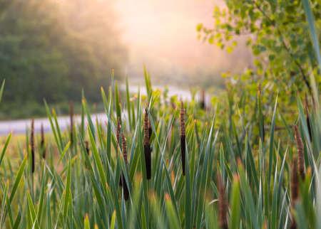 Morning sunlight through reeds in a meadownの写真素材
