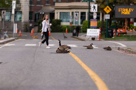 DOWNTOWN VANCOUVER, BC, CANADA - APR 26, 2020: Canadian geese sit in the middle of the street beside English Bay, that has been closed to cars due to the Covid 19 pandemic.のeditorial素材