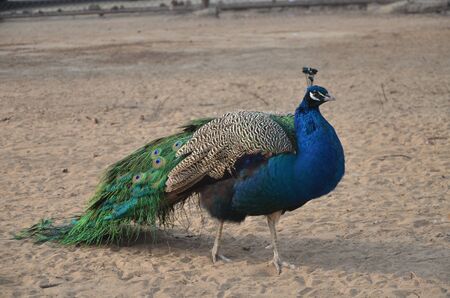 Peacock