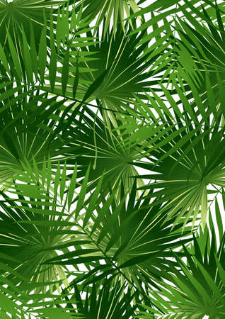 Tropical Cabbage palmのイラスト素材
