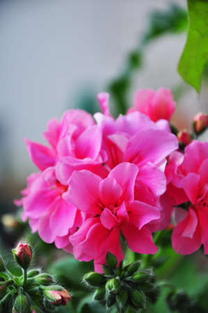pink geranium flowe